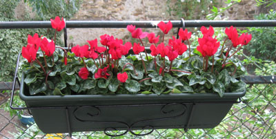 Red Flowers.jpg